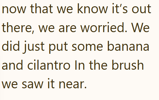 now that we know it's out there, we are worried. We did just put some banana and cilantro In the brush we saw it near.