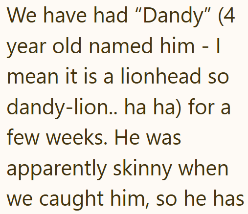 We have had "Dandy" (4 year old named him - I mean it is a lionhead so dandy-lion.. ha ha) for a few weeks. He was apparently skinny when we caught him, so he has