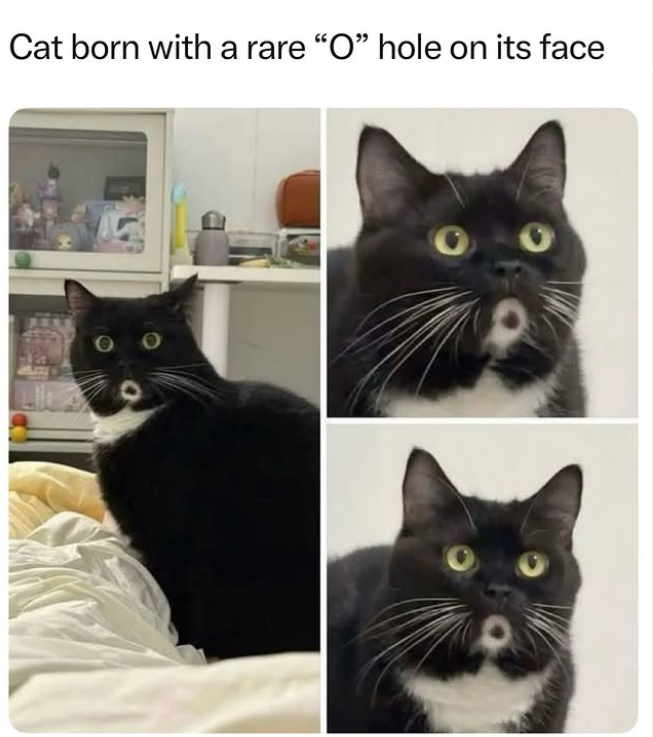 Cat born with a rare "O" hole on its face