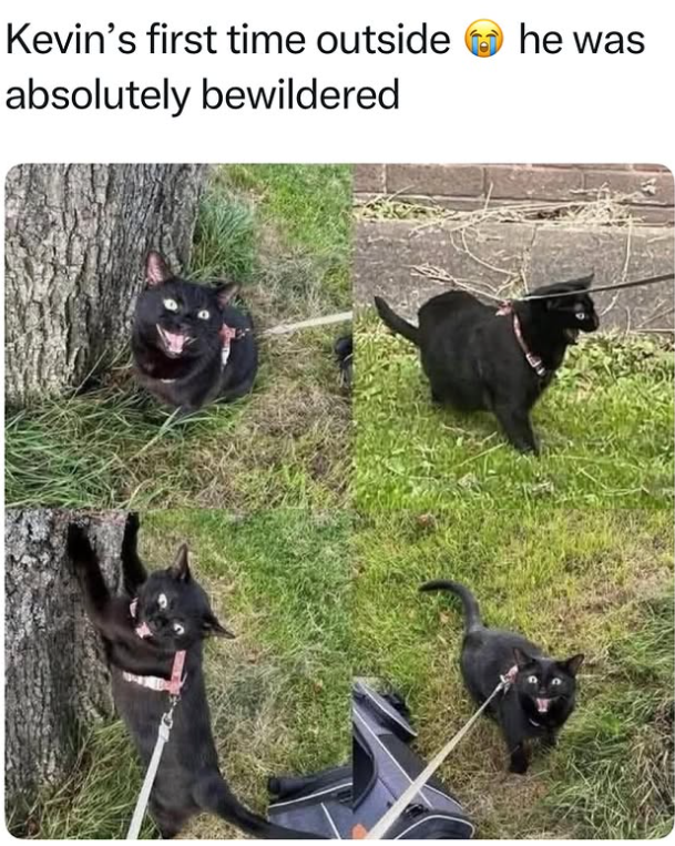 Kevin's first time outside absolutely bewildered he was