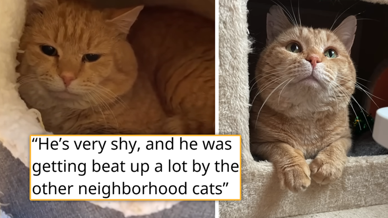 "He's very shy, and he was getting beat up a lot by the other neighborhood cats"