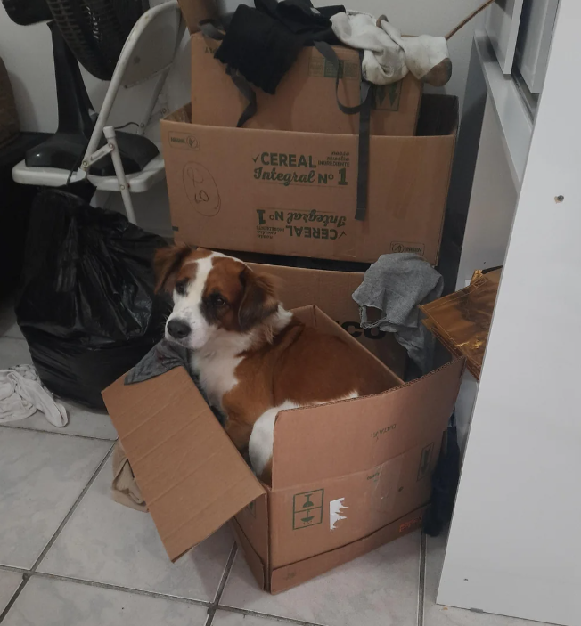 90 stia INGREDIENTE CEREAL Integral N° 1 Integral No 1 CEREAL-