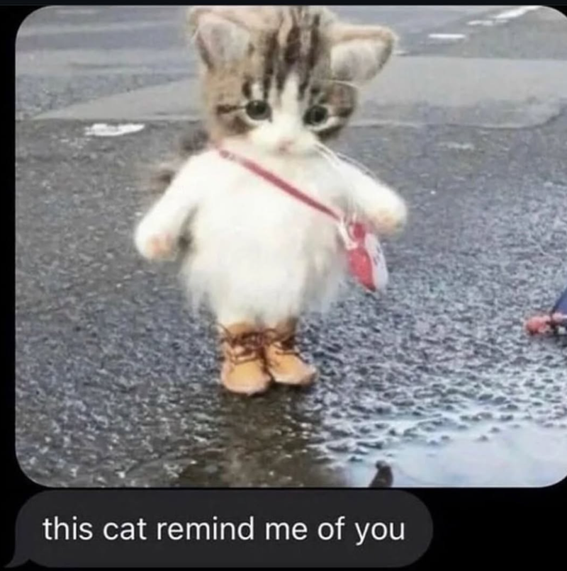 this cat remind me of you