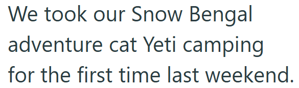 We took our Snow Bengal adventure cat Yeti camping for the first time last weekend.