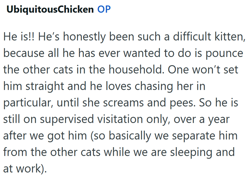 UbiquitousChicken OP He is!! He's honestly been such a difficult kitten, because all he has ever wanted to do is pounce the other cats in the household. One won't set him straight and he loves chasing her in particular, until she screams and pees. So he is still on supervised visitation only, over a year after we got him (so basically we separate him from the other cats while we are sleeping and at work).