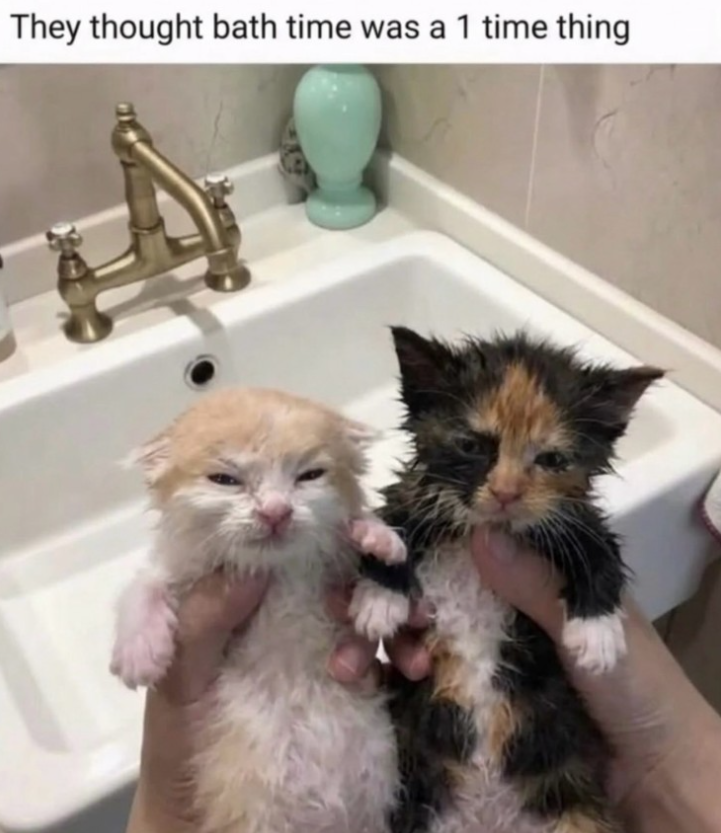 They thought bath time was a 1 time thing