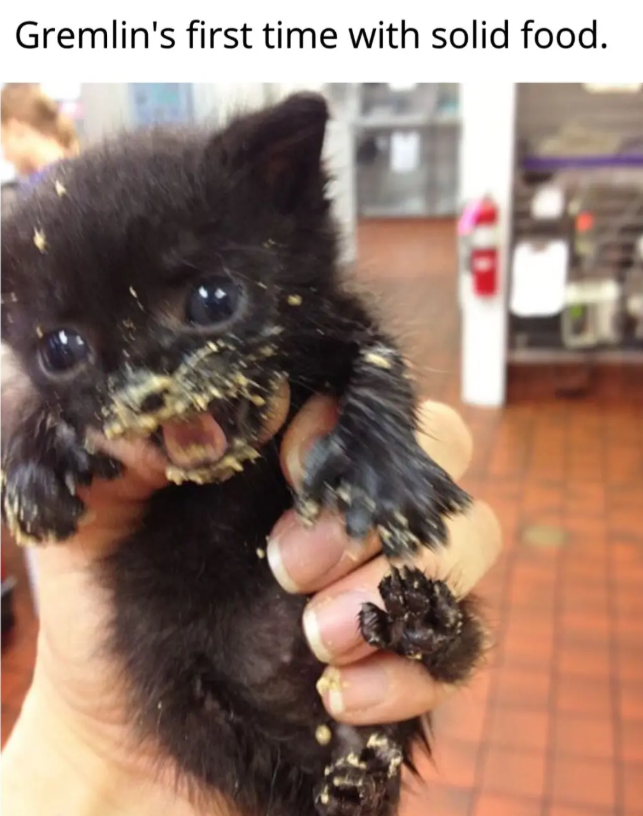 Gremlin's first time with solid food.