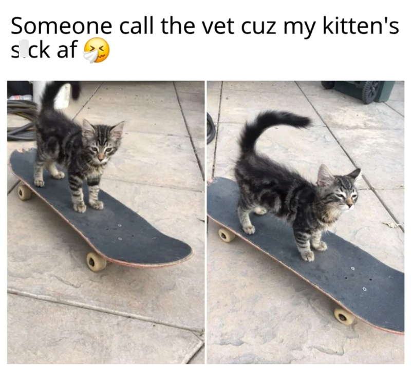 Someone call the vet cuz my kitten's s.ck af >