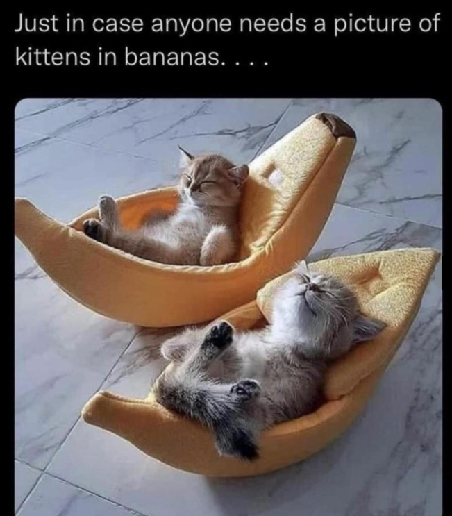 Just in case anyone needs a picture of kittens in bananas. . . .