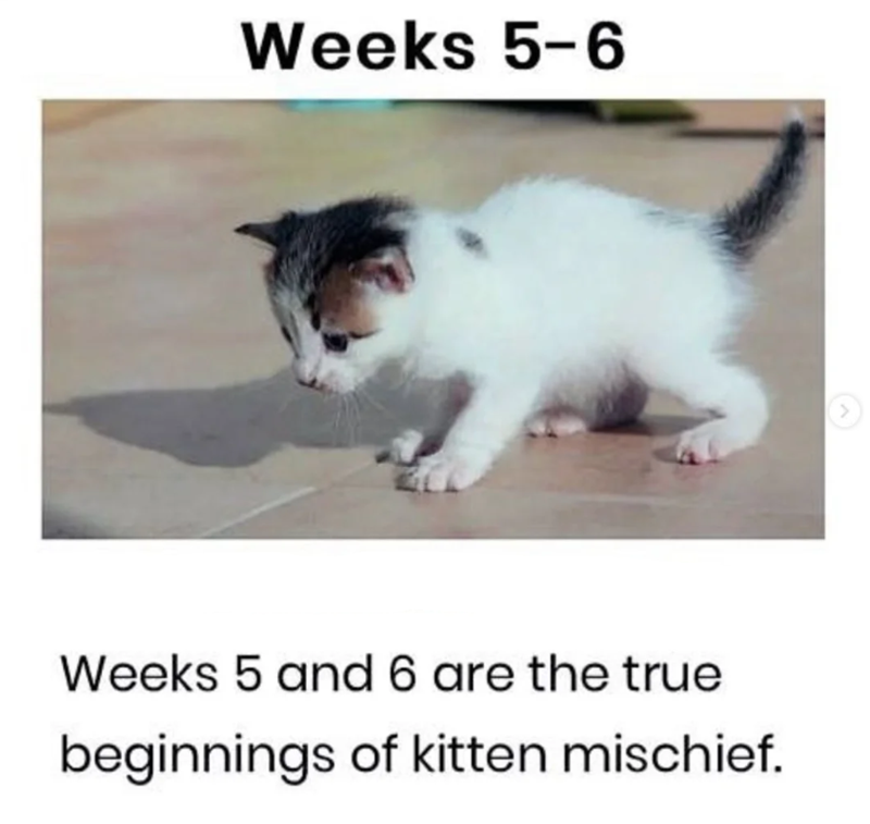Weeks 5-6 Weeks 5 and 6 are the true beginnings of kitten mischief. <