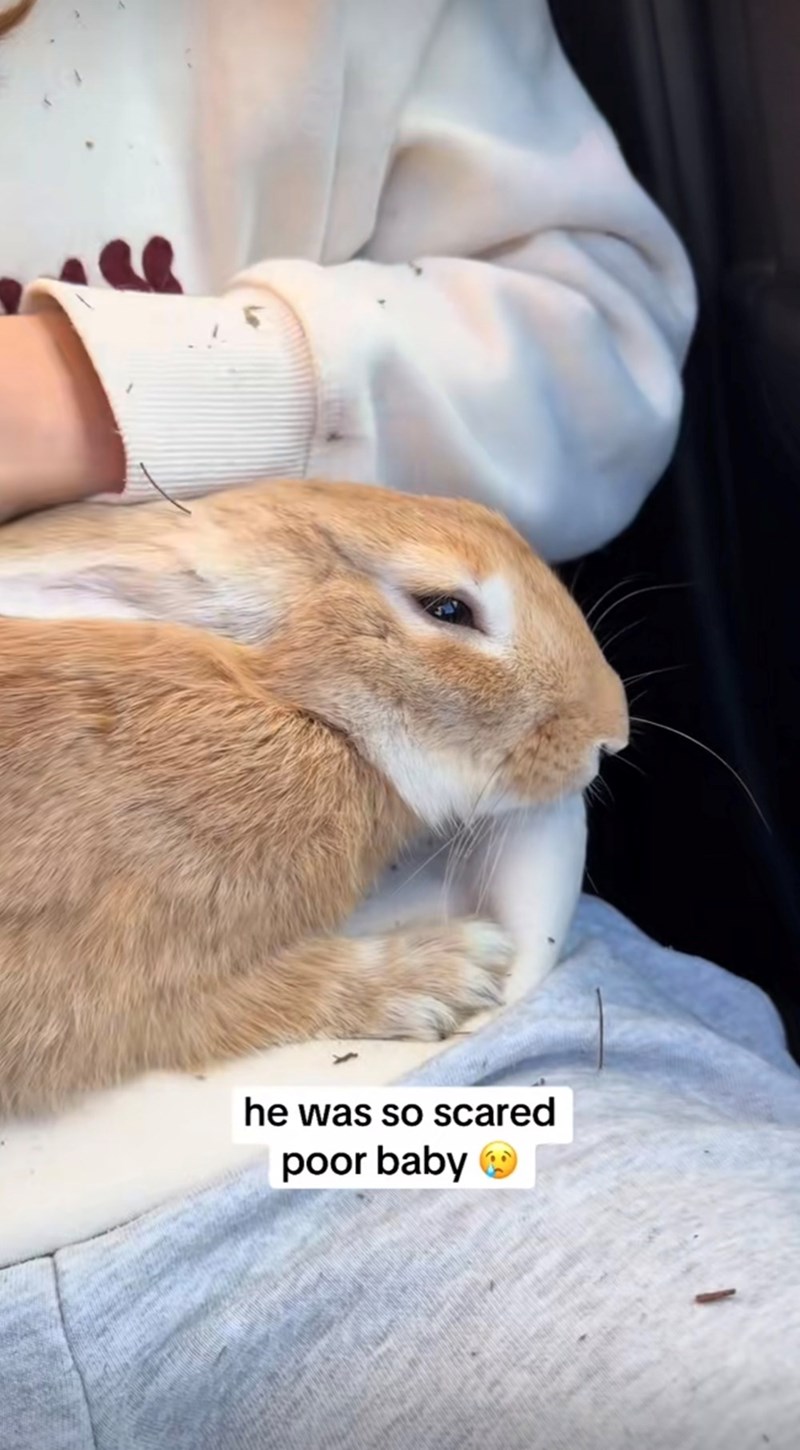 he was so scared poor baby