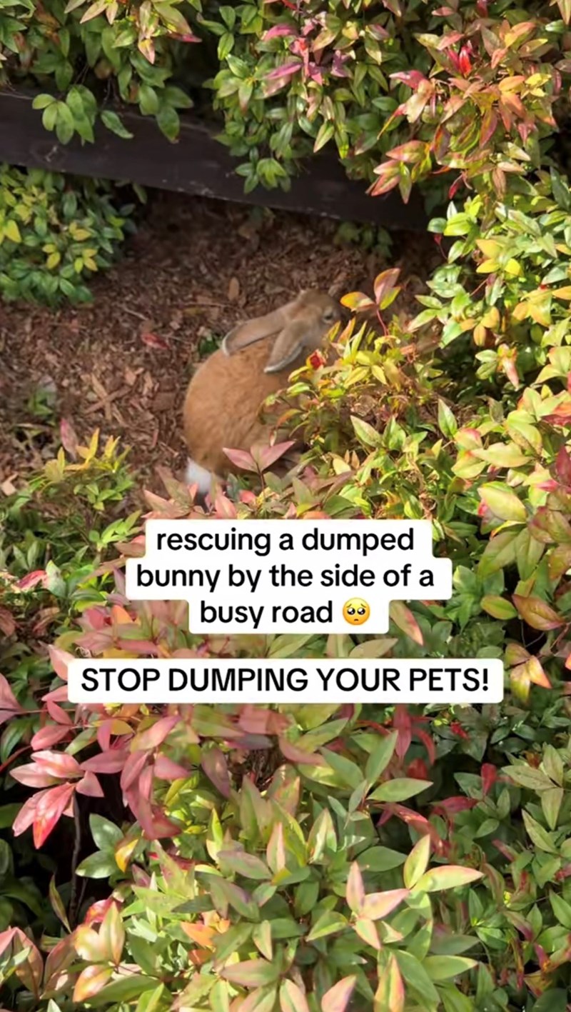 rescuing a dumped bunny by the side of a busy road→ STOP DUMPING YOUR PETS!