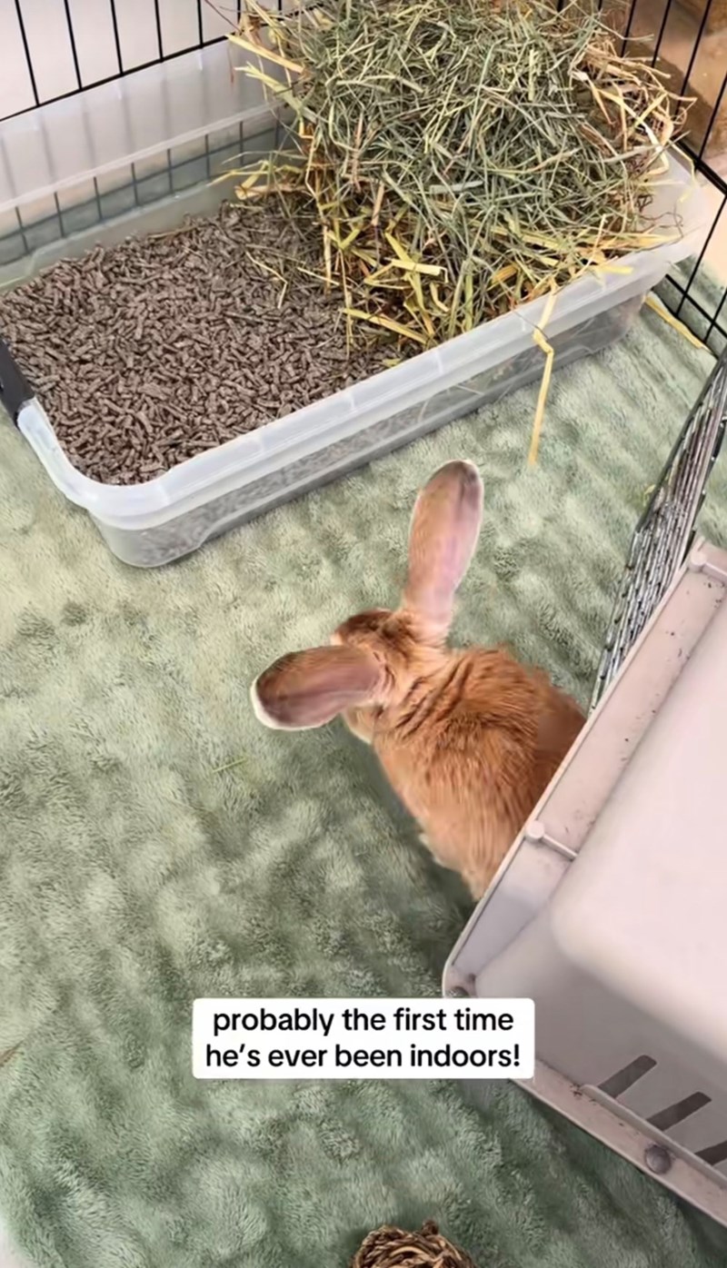 probably the first time he's ever been indoors!