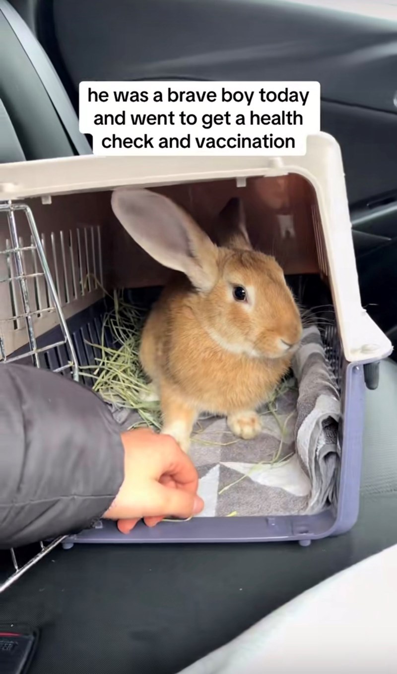 he was a brave boy today and went to get a health check and vaccination
