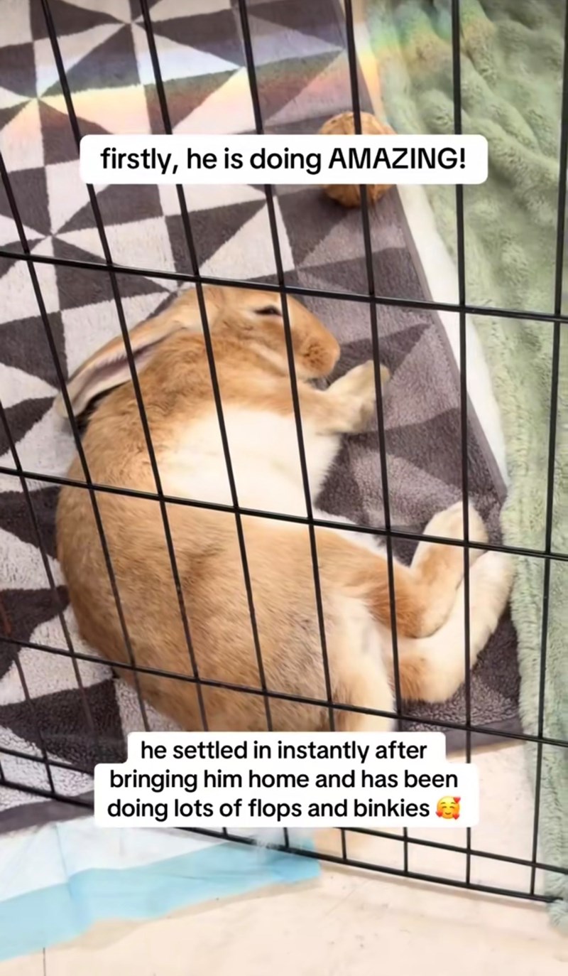 firstly, he is doing AMAZING! he settled in instantly after bringing him home and has been doing lots of flops and binkies