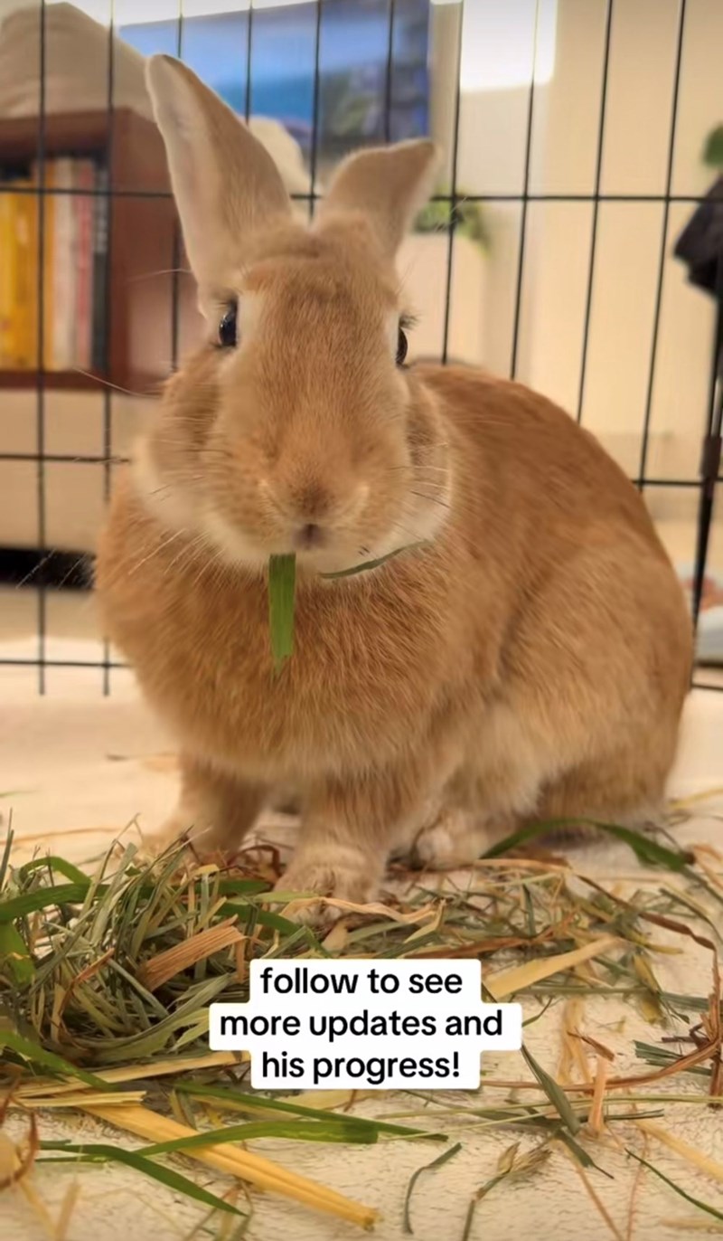 follow to see more updates and his progress!