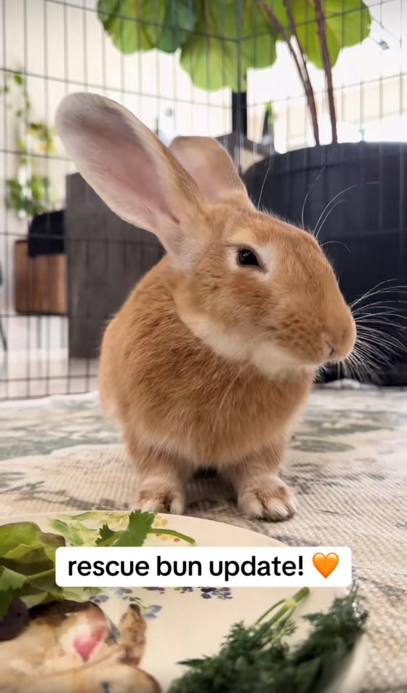 rescue bun update!