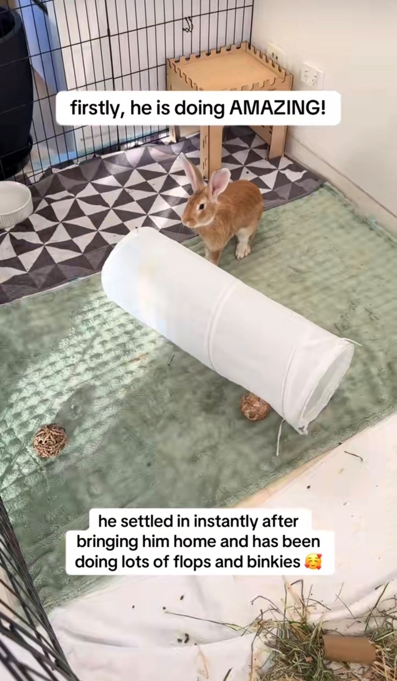 firstly, he is doing AMAZING! he settled in instantly after bringing him home and has been doing lots of flops and binkies