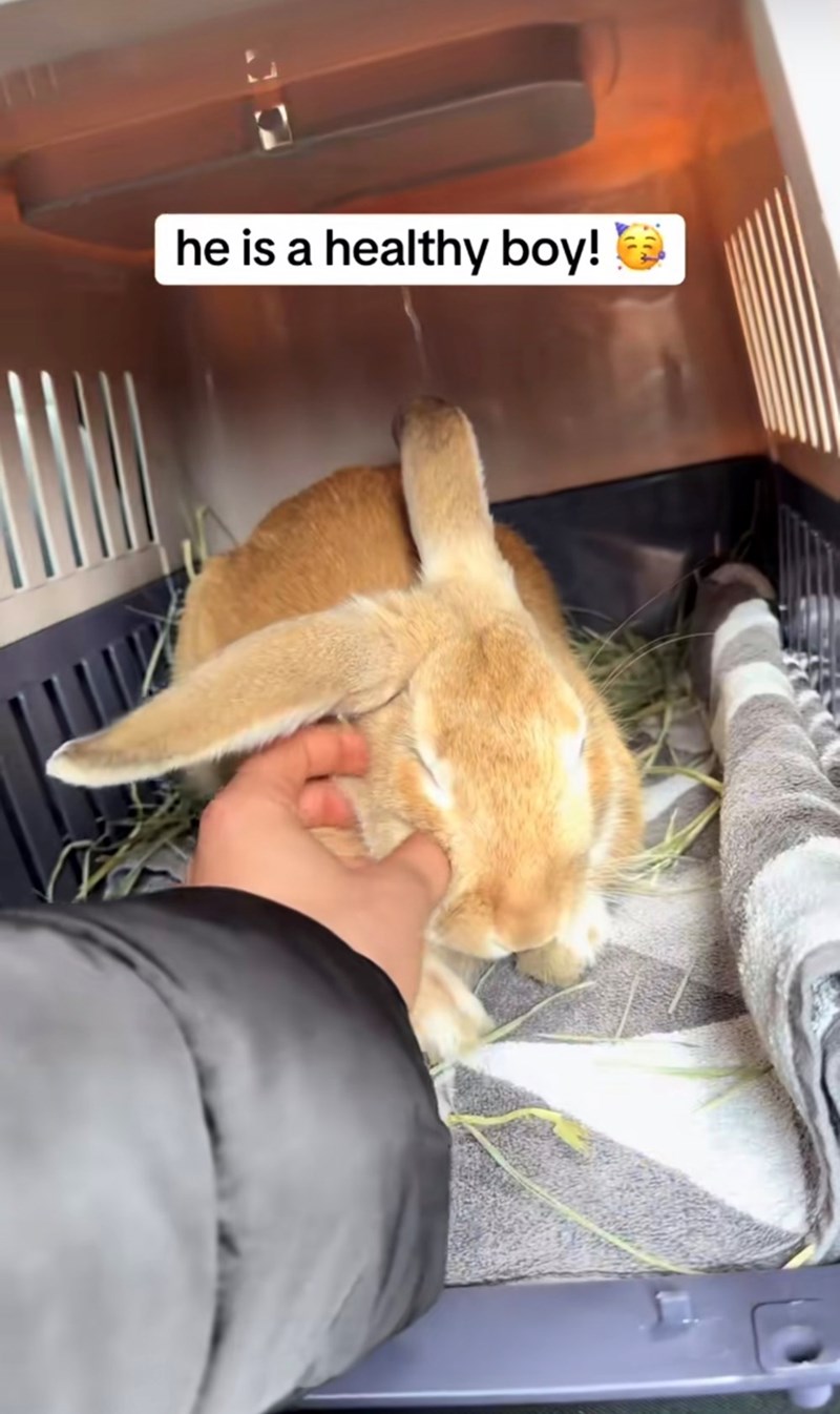 he is a healthy boy!