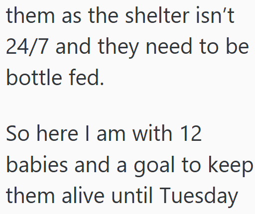 them as the shelter isn't 24/7 and they need to be bottle fed. So here I am with 12 babies and a goal to keep them alive until Tuesday