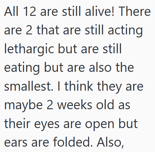 All 12 are still alive! There are 2 that are still acting lethargic but are still eating but are also the smallest. I think they are maybe 2 weeks old as their eyes are open but ears are folded. Also,