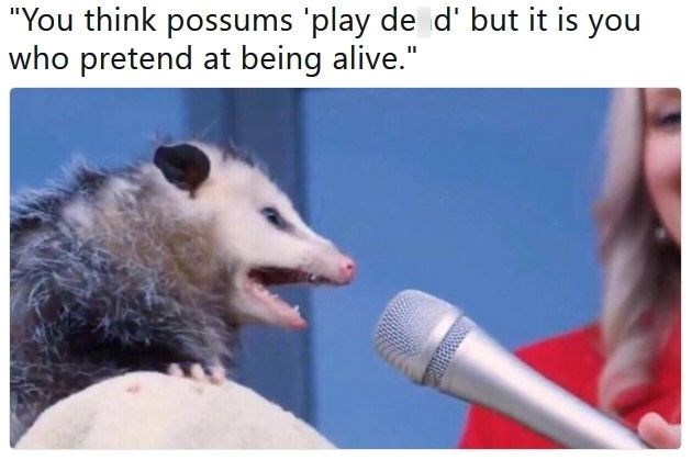 "You think possums 'play de d' but it is you who pretend at being alive."
