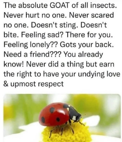 The absolute GOAT of all insects. Never hurt no one. Never scared no one. Doesn't sting. Doesn't bite. Feeling sad? There for you. Feeling lonely?? Gots your back. Need a friend??? You already know! Never did a thing but earn the right to have your undying love & upmost respect