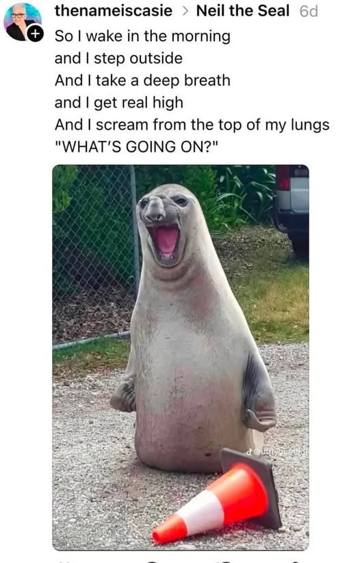 thenameiscasie > Neil the Seal 6d So I wake in the morning and I step outside And I take a deep breath and I get real high And I scream from the top of my lungs "WHAT'S GOING ON?"