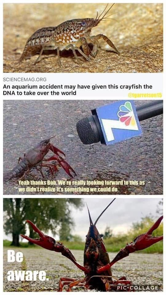 SCIENCEMAG.ORG An aquarium accident may have given this crayfish the DNA to take over the world @tgarretson15 Yeah thanks Bob. We're really looking forward to this as we didn't realize it's something we could do. Be aware. PIC-COLLAGE