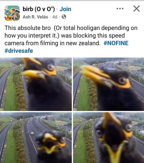 birb (O v O") Join Ash R. Velás 4d > ✗ This absolute bro (Or total hooligan depending on how you interpret it.) was blocking this speed camera from filming in new zealand. #NOFINE #drivesafe