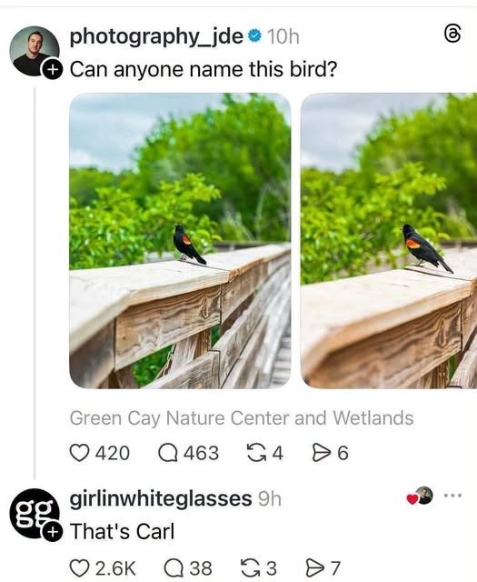 photography_jde ❤ 10h Can anyone name this bird? Green Cay Nature Center and Wetlands 420 463 G46 girlinwhiteglasses 9h + That's Carl ♡ 2.6K Q 38 3 87
