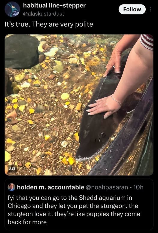habitual line-stepper @alaskastardust It's true. They are very polite ALT Follow holden m. accountable @noahpasaran ⚫ 10h fyi that you can go to the Shedd aquarium in Chicago and they let you pet the sturgeon. the sturgeon love it. they're like puppies they come back for more