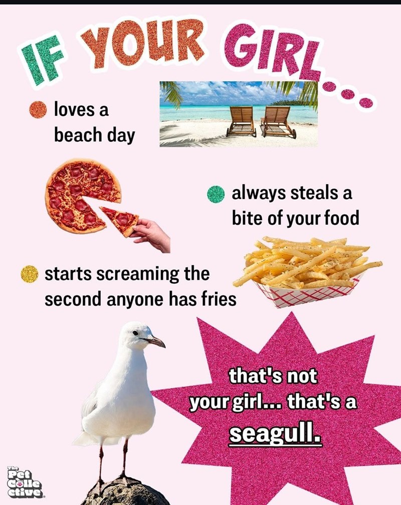 IF YOUR GIRL.. The Pet Colle ctive loves a beach day always steals a bite of your food starts screaming the second anyone has fries that's not your girl... that's a seagull.