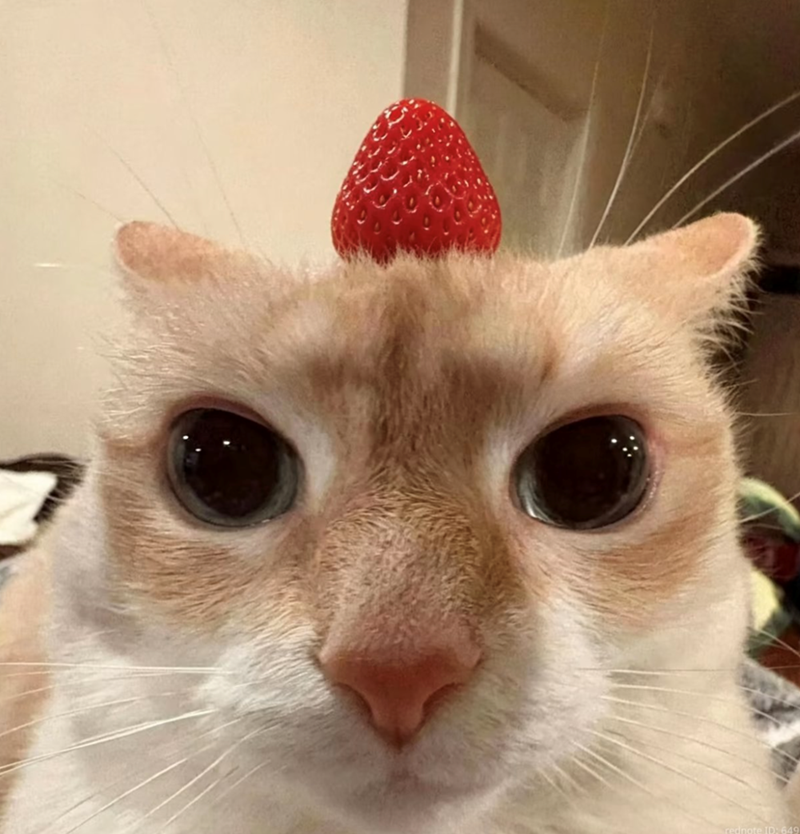 rednote ID: 649