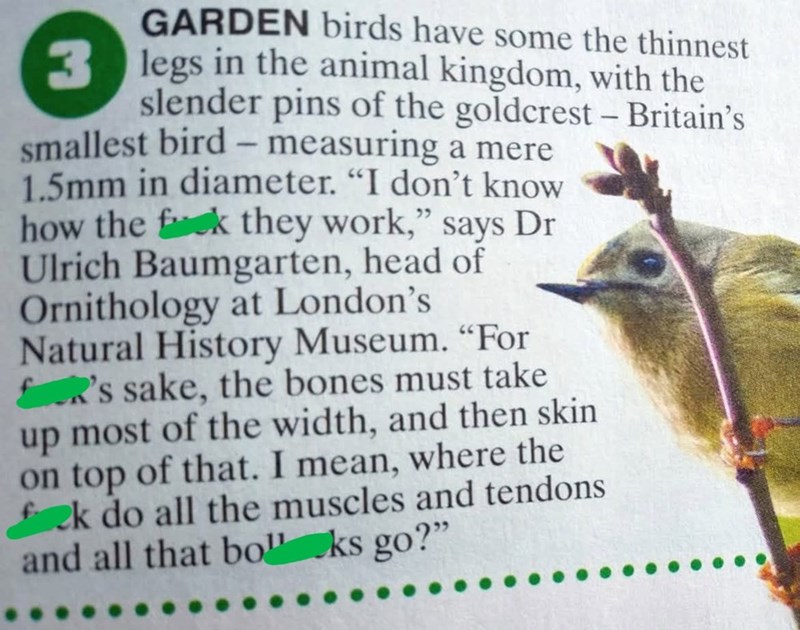 3 GARDEN birds have some the thinnest legs in the animal kingdom, with the slender pins of the goldcrest - Britain's smallest bird - measuring a mere 1.5mm in diameter. "I don't know how the fck they work," says Dr Ulrich Baumgarten, head of Ornithology at London's Natural History Museum. "For R's sake, the bones must take up most of the width, and then skin on top of that. I mean, where the fek do all the muscles and tendons and all that boks go?"