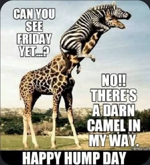 CAN YOU SEE FRIDAY YET? NO!! THERE'S A DARN CAMEL IN MY WAY HAPPY HUMP DAY memes.com