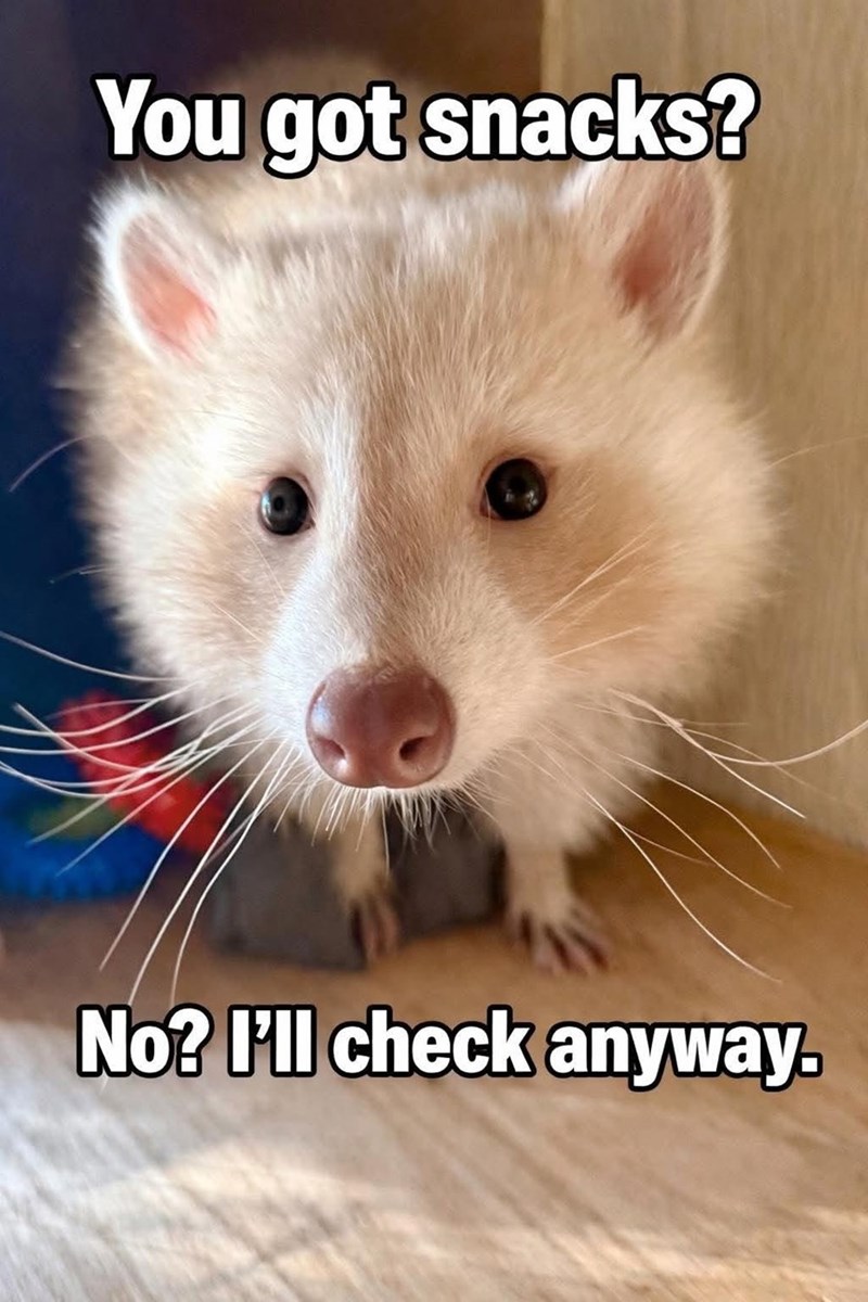 You got snacks? No? I'll check anyway.