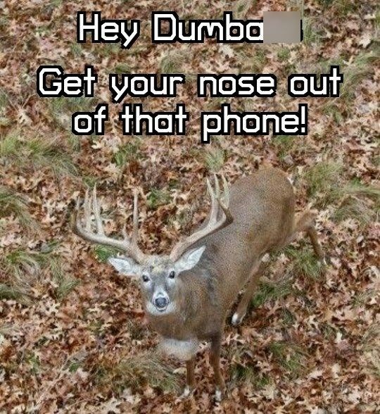 Hey Dumba Get your nose out of that phone!