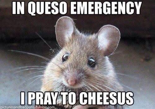 IN QUESO EMERGENCY I PRAY TO CHEESUS picturesandbadpuns.tumblr.com