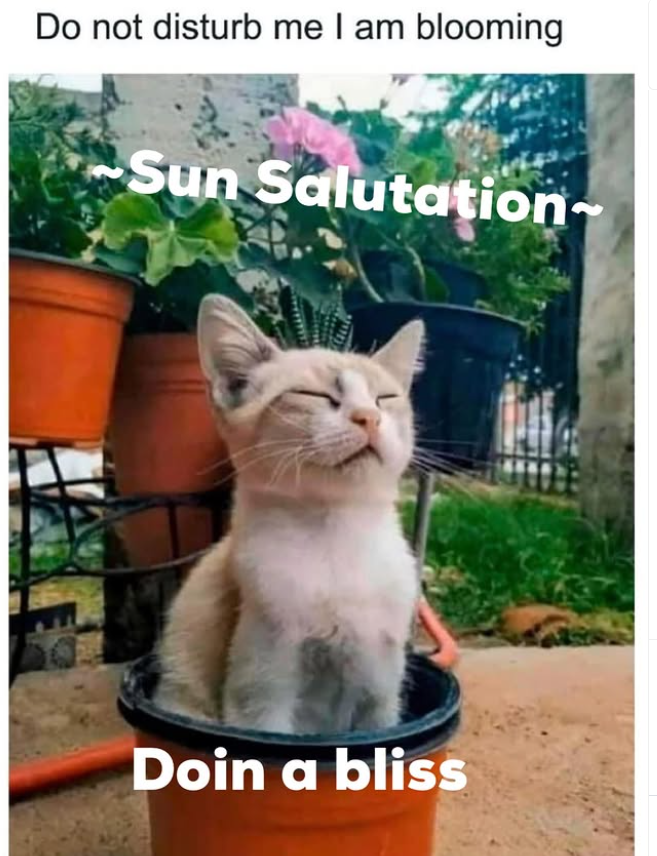 Do not disturb me I am blooming Sun Salutation- Doin a bliss