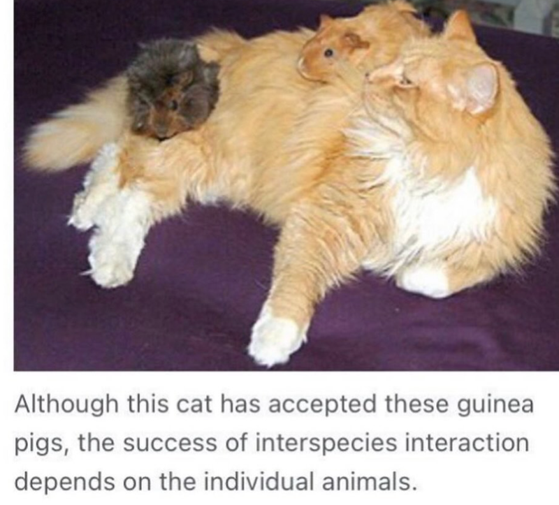 Although this cat has accepted these guinea pigs, the success of interspecies interaction depends on the individual animals.