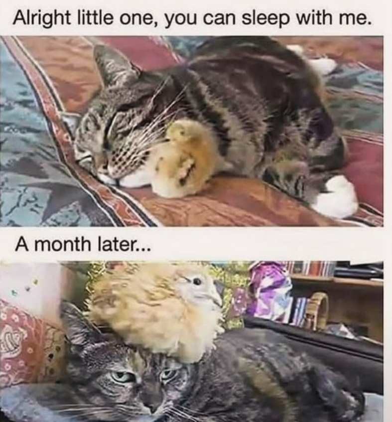 Alright little one, you can sleep with me. A month later...