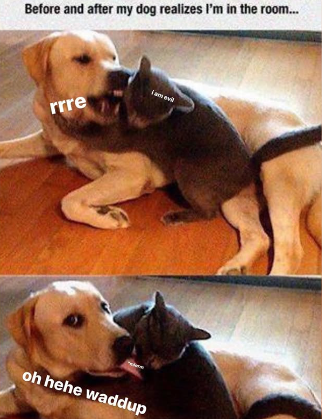 Before and after my dog realizes I'm in the room... rrre i am evil "mlerm oh hehe waddup