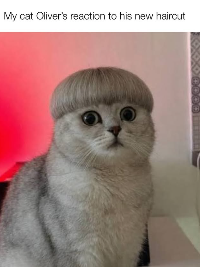 My cat Oliver's reaction to his new haircut