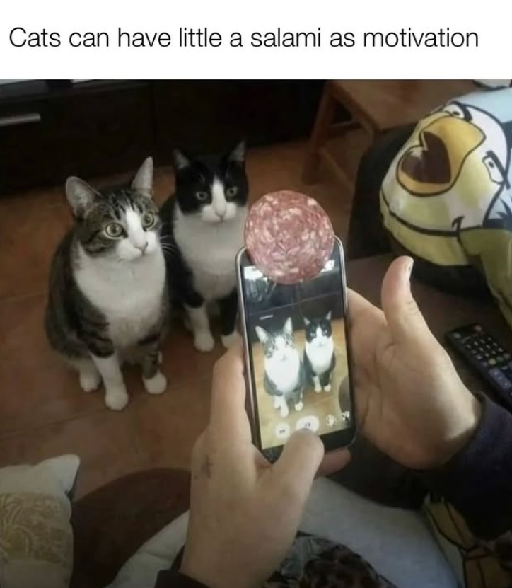 Cats can have little a salami as motivation