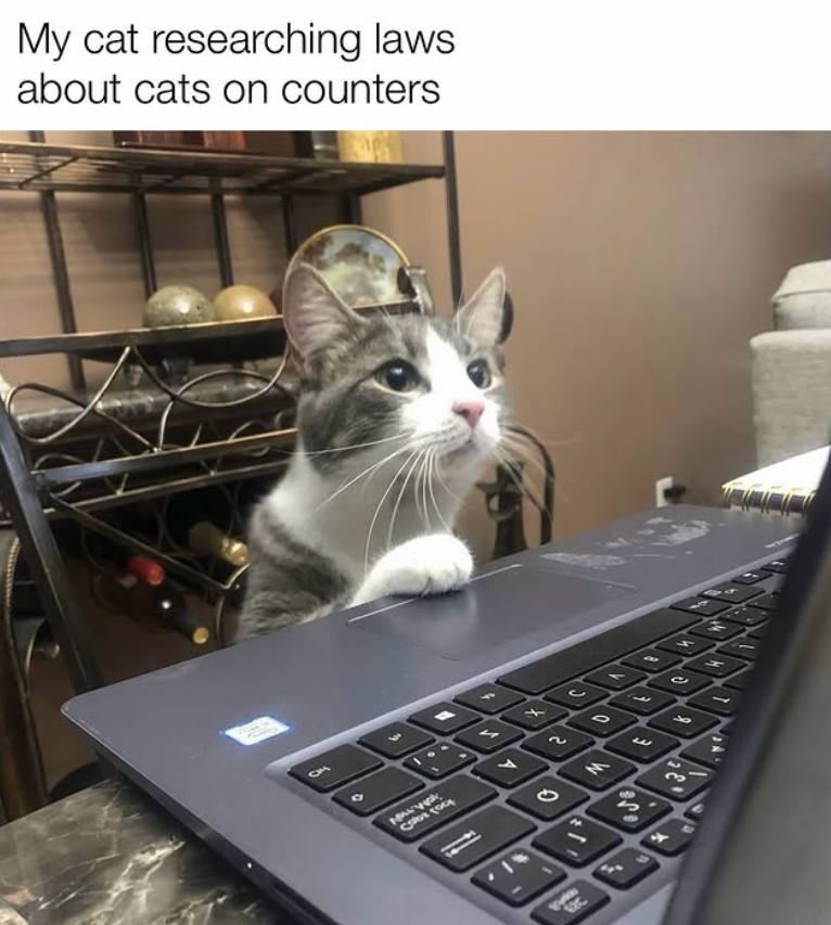 My cat researching laws about cats on counters 2 € M 2 4 C 3 4