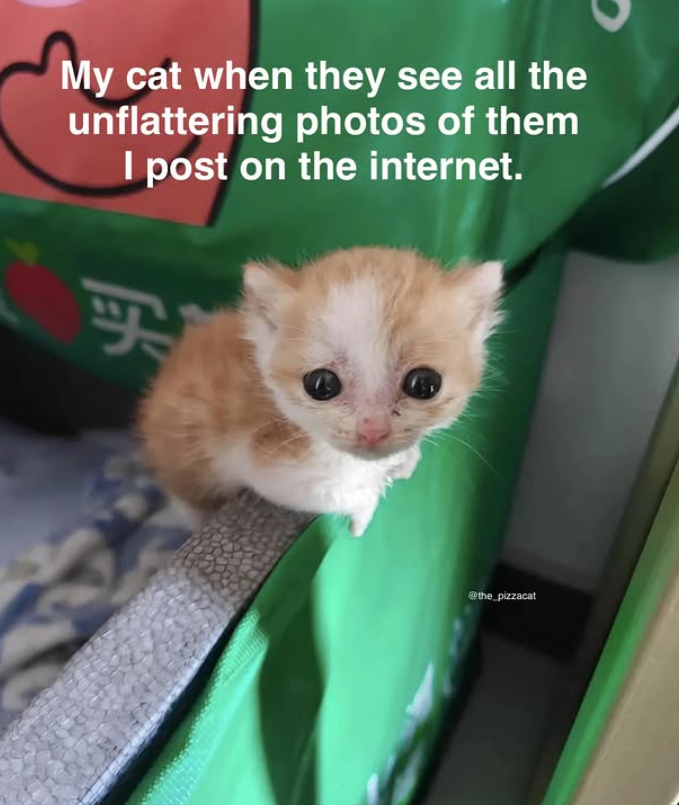 My cat when they see all the unflattering photos of them I post on the internet. 买 @the_pizzacat