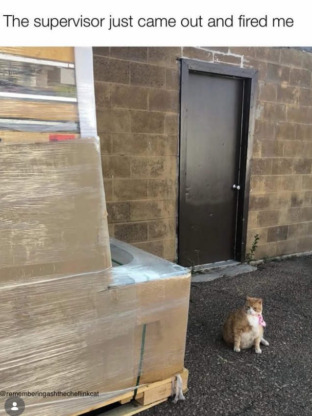 The supervisor just came out and fired me @rememberingashthecheflinkcat