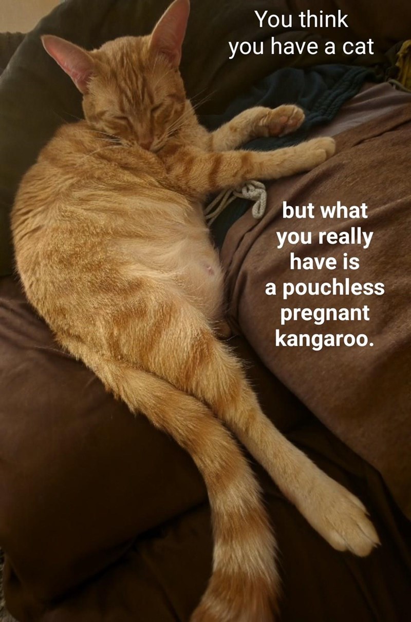 Cheezburger Image 10653642752