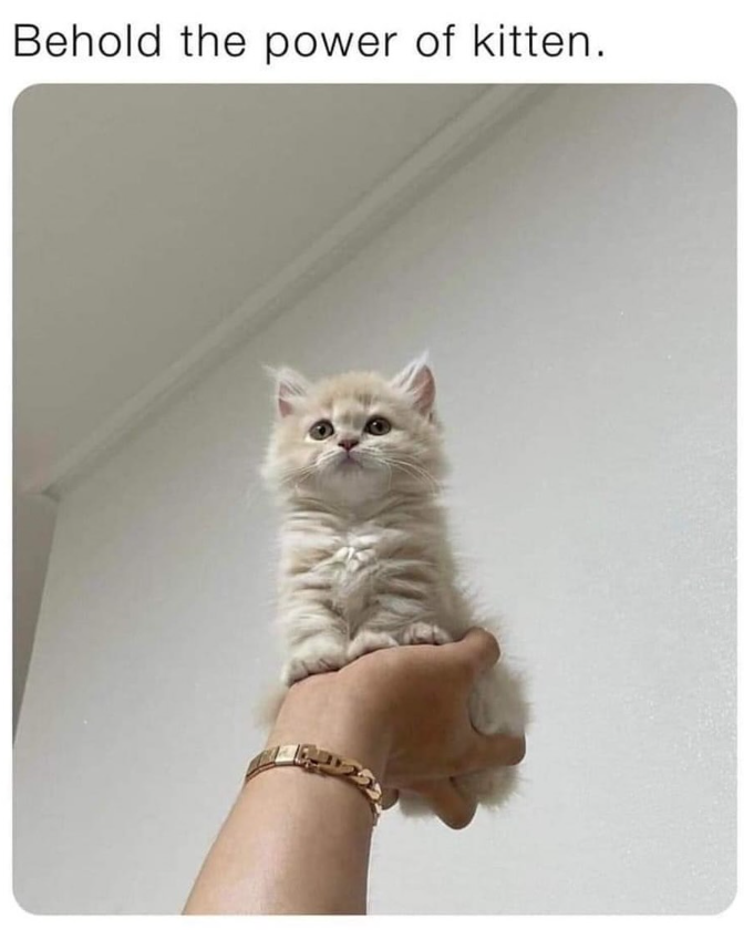 Behold the power of kitten.